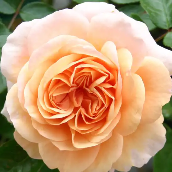 60-90 cm - Trandafiri - Sangerhäuser Jubiläumsrose ® - 